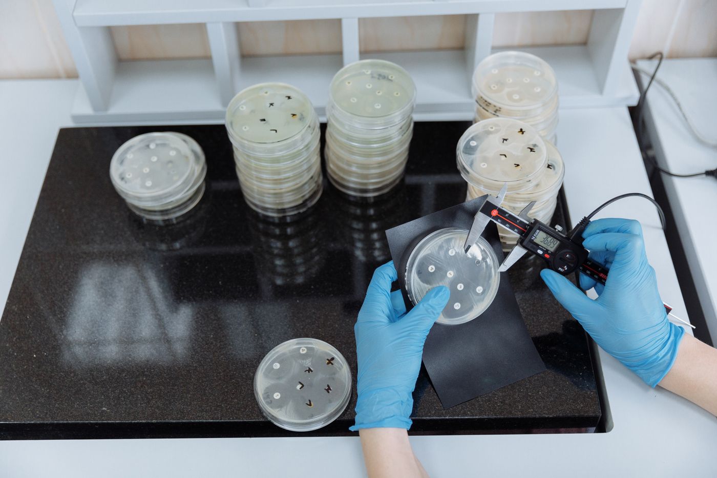 Gloved laboratory hands measuring bacterial growth on an antibiotic susceptibility plate with digital calipers, beside stacks of culture plates